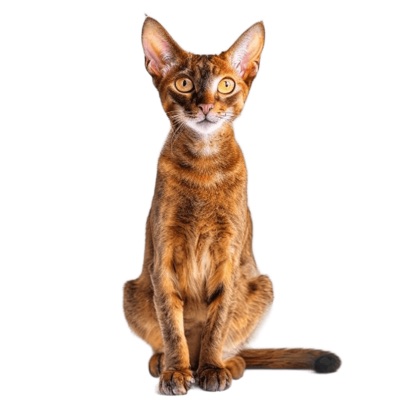 Abyssinian