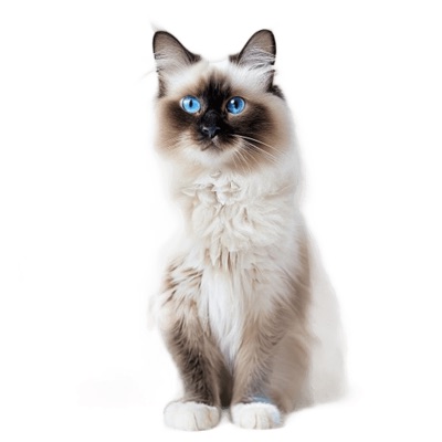 Birman