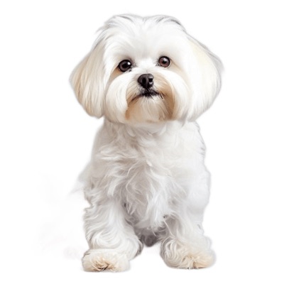 Maltese