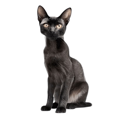 Oriental Shorthair