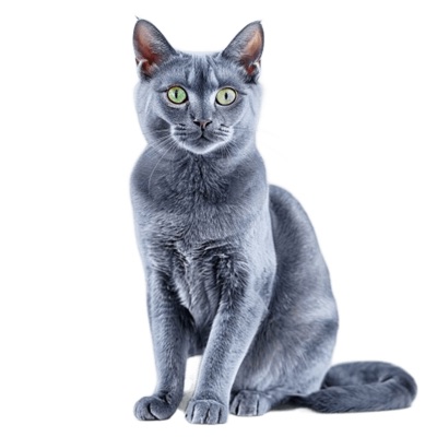 Russian Blue