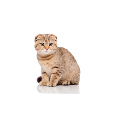 Scottish Fold